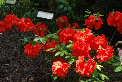 Rhododenron, Azalea rhododendron - azalka červená - celek s květy
